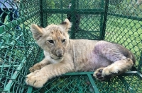 عثر مكتب مكافحة الجريمة الماسة بالأحياء البرية في الهند وإدارة الغابات البنغالية على شبل (Panthera Leo) في الهند أثناء نقله إلى المملكة المتحدة من بنغلاديش.